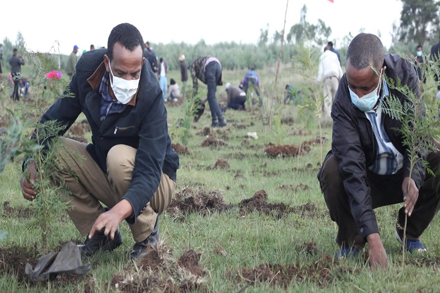 7 Planting trees and Promoting a Healthy Community